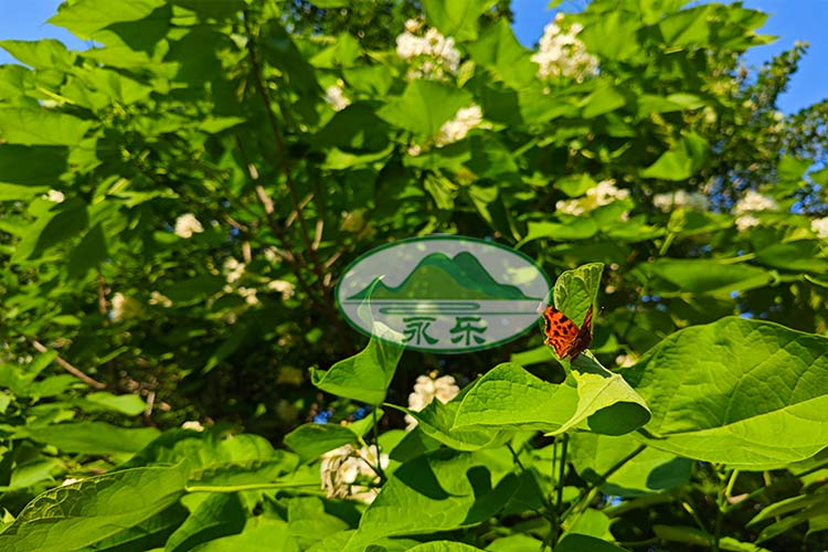 沈阳永乐青山墓园2025年墓型一览：多样化的设计，彰显生命纪念的独特魅力