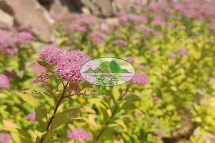 沈阳永乐青山墓园，生命之旅的宁静归宿