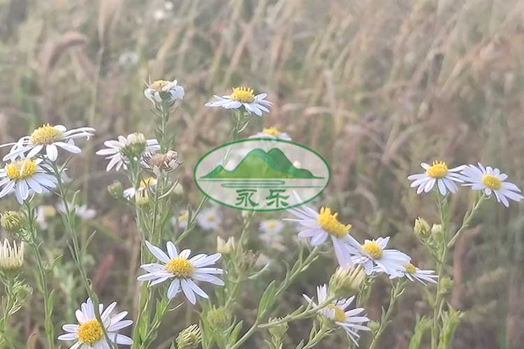 沈阳永乐青山墓园,诗意栖息,生命之旅的宁静归宿 沈阳永乐青山墓园,诗意栖息,生命之旅的宁静归宿