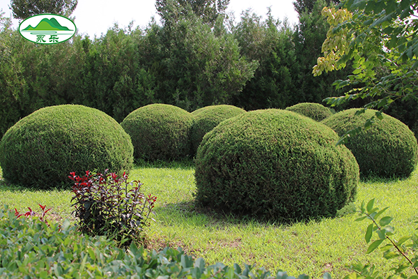 探寻沈阳陵园生态葬：自然与生命的和谐共融之地